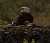 2018 05 05 StPaulEagles 09